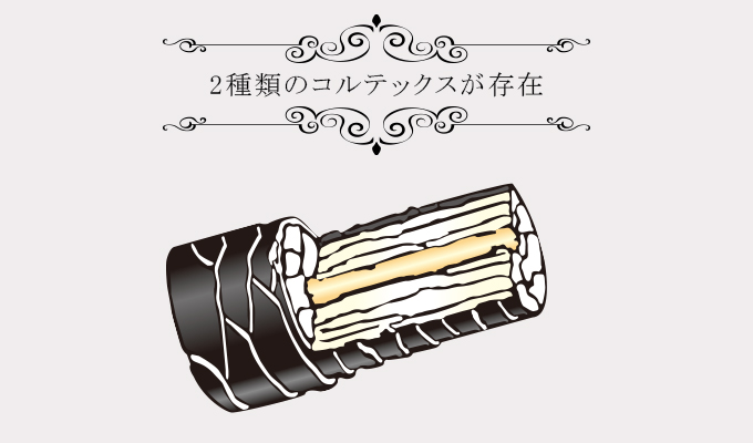 コルテックス