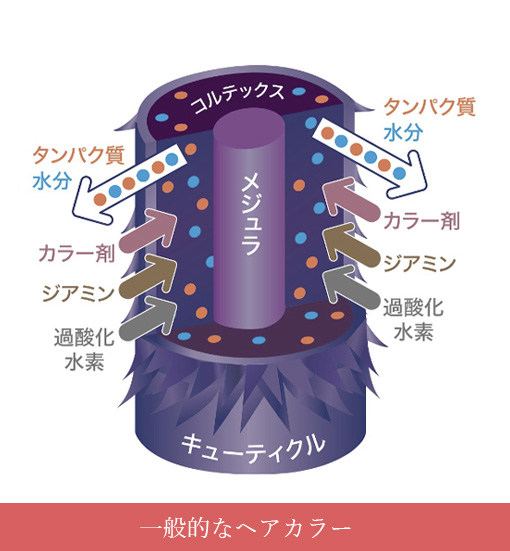 一般的なヘアカラーの仕組み